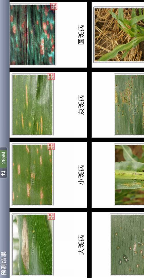 玉米病虫草害游戏截图5